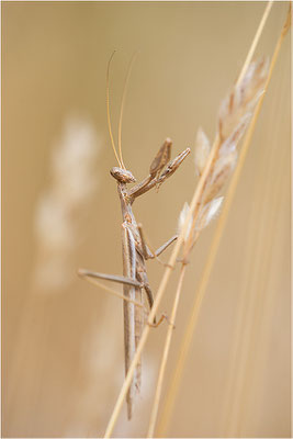 Graue Fangschrecke (Ameles decolor), Männchen, Frankreich, Var