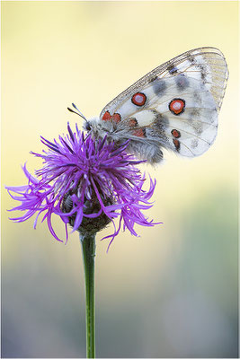 Roter Apollo (Parnassius apollo nivatus), Frankreich, Dep. Jura