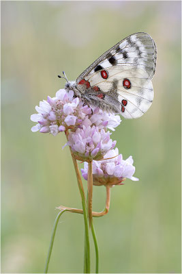 Roter Apollo (Parnassius apollo pedemontanus), Italien, Region Aostatal
