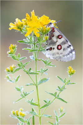 Roter Apollo (Parnassius apollo apollo), Schweden, Småland