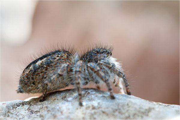 Goldaugen-Springspinne (Philaeus chrysops), Weibchen, Frankreich, Ardèche