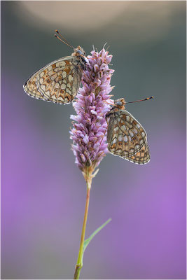 Stiefmütterchen-Perlmutterfalter (Argynnis niobe), Italien, Region Aostatal, 2000m