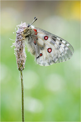 Roter Apollo (Parnassius apollo antijesuitus), Spanien, Provinz Lleida