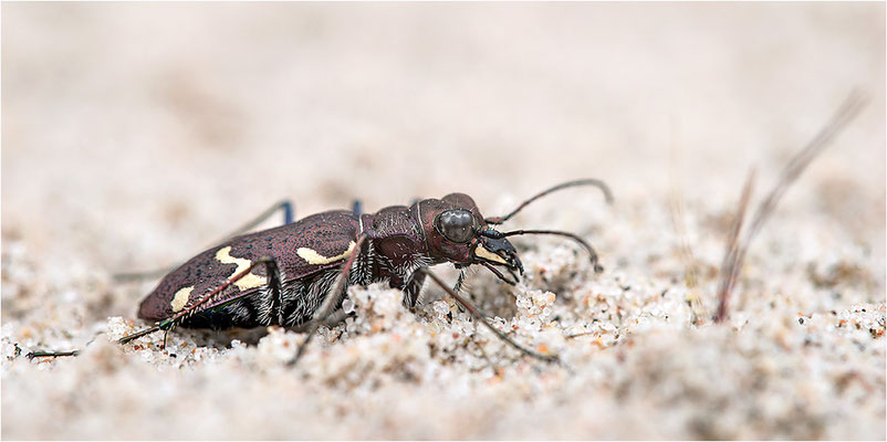 Heide-Sandlaufkäfer (Cicindela sylvatica), Schweden, Farö