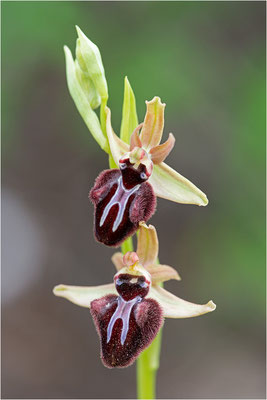 Ophrys incubacea