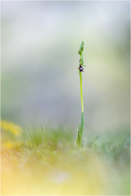 Fliegen-Ragwurz (Ophrys insectifera), Frankreich, Dep. Isere