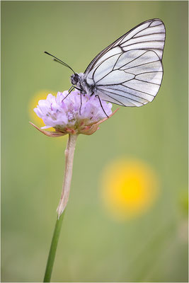 Baumweißling (Aporia crataegi), Italien, Region Aostatal, 1400m