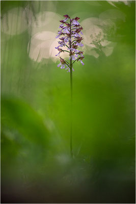 Purpur-Knabenkraut (Orchis purpurea), Deutschland, Baden-Württemberg