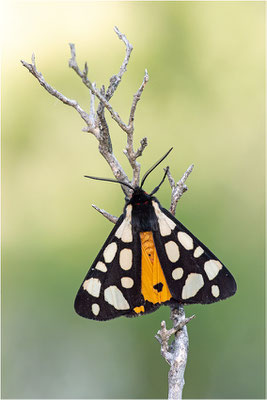 Schwarzer Bär (Arctia villica), Frankreich, Ardèche