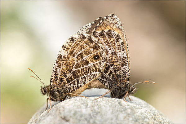 Gletscherfalter (Oeneis glacialis), Paarung, Italien, Region Aostatal, 2300m