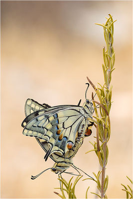 Schwalbenschwanz (Papilio machaon), Paarung, Frankreich, Bouches-du-Rhône