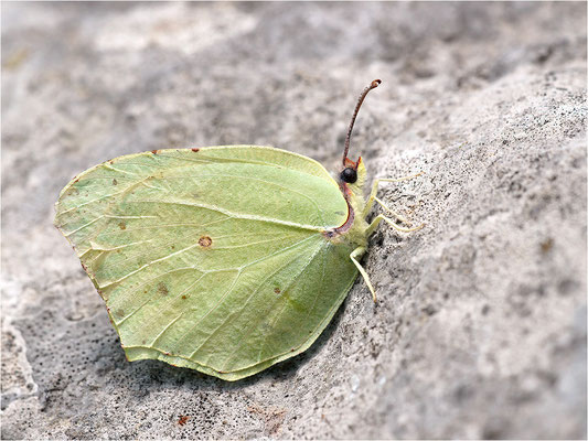 Mittelmeer-Zitronenfalter (Gonepteryx cleopatra), Frankreich, Ardèche