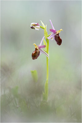 Moris Ragwurz (Ophrys morisii)