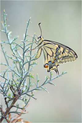 Schwalbenschwanz (Papilio machaon), Frankreich, Dep. Ardéche