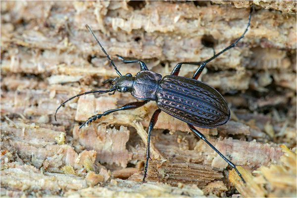 Körniger Laufkäfer (Carabus granulatus), Deutschland, Baden-Württemberg