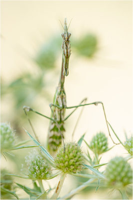 Hauben-Fangschrecke (Empusa pennata), Weibchen, Frankreich, Drôme