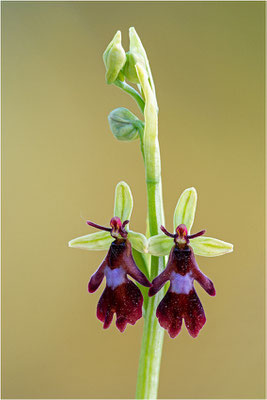 Fliegen-Ragwurz (Ophrys insectifera), Frankreich, Dep. Isere