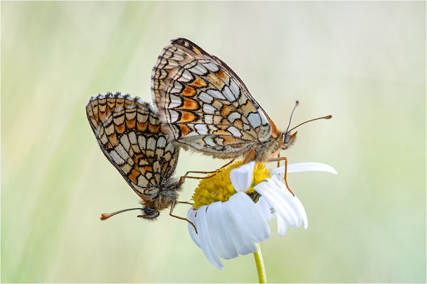 Scheckenfalter (Melitaea spec.), Frankreich, Dep. Aveyron