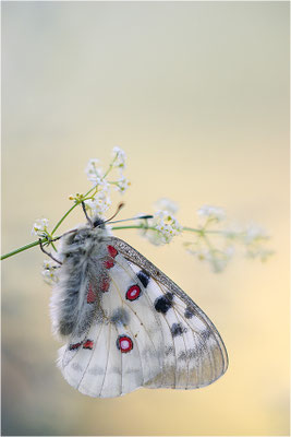 Roter Apollo (Parnassius apollo valdierensis), Italien, Piemont