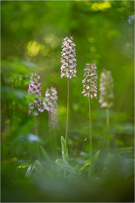 Purpur-Knabenkraut (Orchis purpurea), Deutschland, Baden-Württemberg