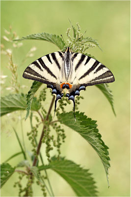 Segelfalter (Iphiclides podalirius), Frankreich, Haute-Loire