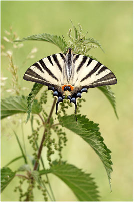 Segelfalter (Iphiclides podalirius), Frankreich, Haute-Loire