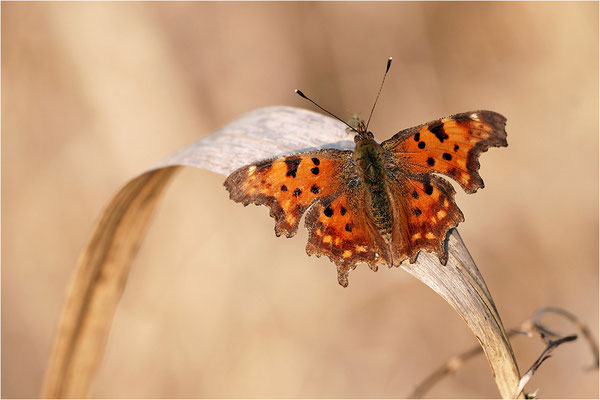 C-Falter (Polygonia c-album), Deutschland, Baden-Württemberg