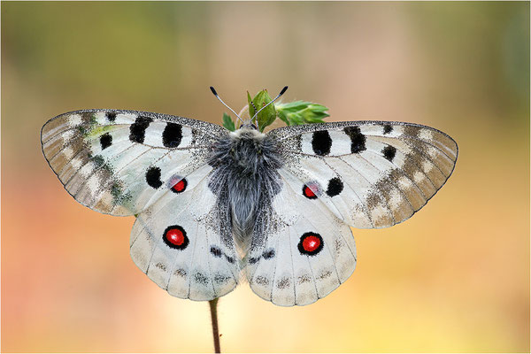 Roter Apollo (Parnassius apollo fennoscandicus), Finnland, Turku
