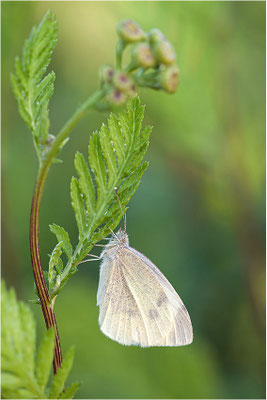 Kleiner Kohlweißling (Pieris rapae), Deutschland, Baden-Württemberg