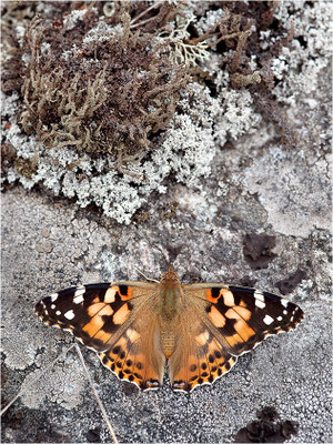 Distelfalter (Vanessa cardui), Schweden, Dalsland