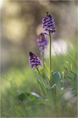 Purpur-Knabenkraut (Orchis purpurea), Frankreich, Var