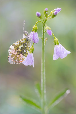 Aurorafalter (Anthocharis cardamines), Männchen, Deutschland, Baden-Württemberg