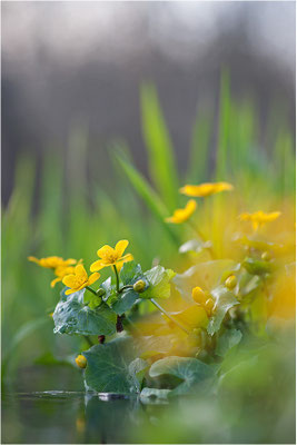 Sumpfdotterblume (Caltha palustris), Deutschland, Baden-Württemberg