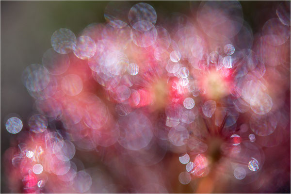 Mittlerer Sonnentau (Drosera intermedia), Schweden, Västra Götalands län