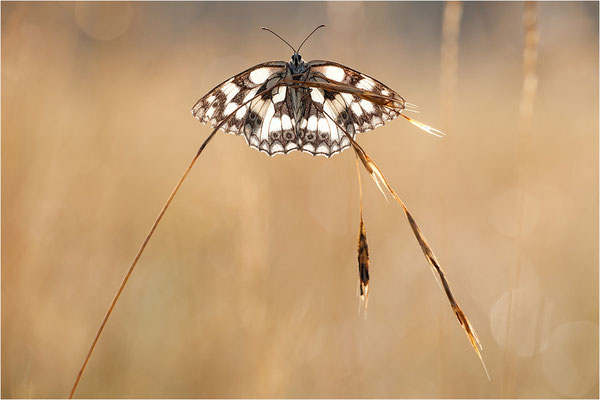Schachbrettfalter (Melanargia galathea), Weibchen, Deutschland, Baden-Württemberg
