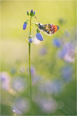 Aurorafalter (Anthocharis cardamines), Männchen, Deutschland, Baden-Württemberg