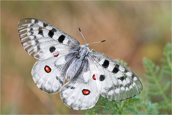 Roter Apollo (Parnassius apollo pedemontanus), Italien, Region Aostatal, 2.100m