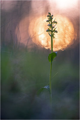 Grüne Hohlzunge (Coeloglossum viride), Schweden, Norrbotten
