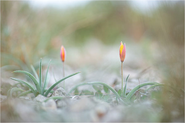 Südalpen-Tulpe (Tulipa sylvestris australis), Aude, Frankreich