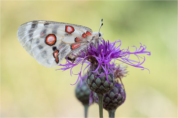Roter Apollo (Parnassius apollo lithographicus), Deutschland, Oberbayern