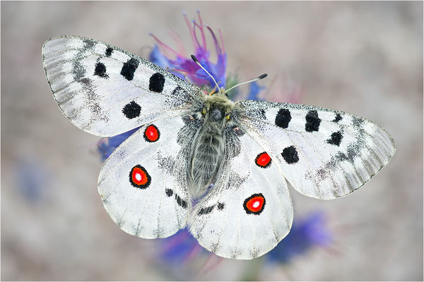 Roter Apollo (Parnassius apollo linnei), Schweden, Gotland