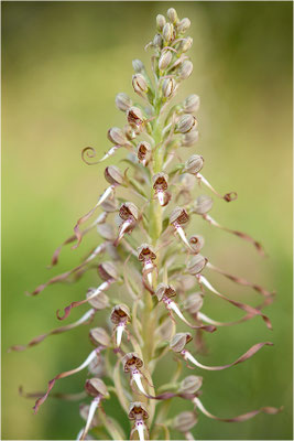 Bocks-Riemenzunge (Himantoglossum hircinum), Deutschland, Baden-Württemberg