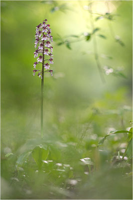 Purpur-Knabenkraut (Orchis purpurea), Deutschland, Baden-Württemberg