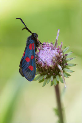 Großes Fünffleck-Widderchen (Zygaena lonicerae), Schweiz, Wallis