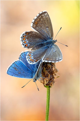 Polyommatus bellargus und Polyommatus icarus