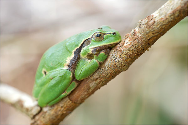 Laubfrosch (Hyla arborea), Deutschland, Baden-Württemberg