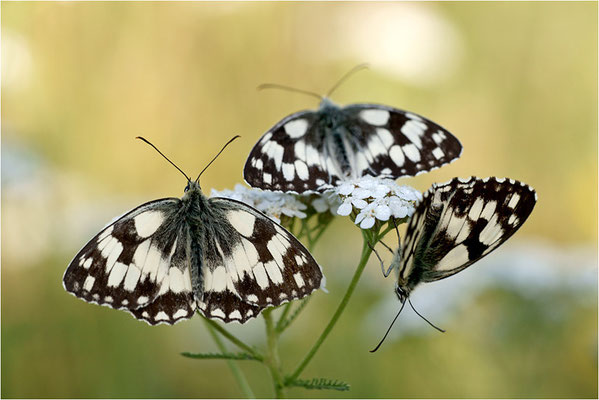 Schachbrettfalter (Melanargia galathea), Männchen, Deutschland, Baden-Württemberg
