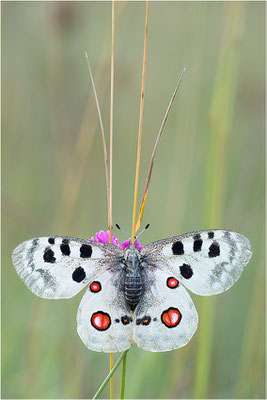 Roter Apollo (Parnassius apollo lithographicus), Deutschland, Oberbayern