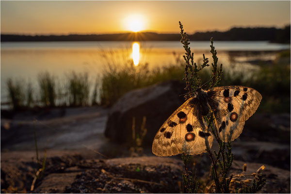 Roter Apollo (Parnassius apollo apollo), Schweden, Småland