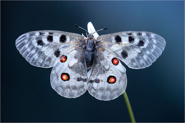 Roter Apollo (Parnassius apollo geminus), Schweiz, Kanton Bern